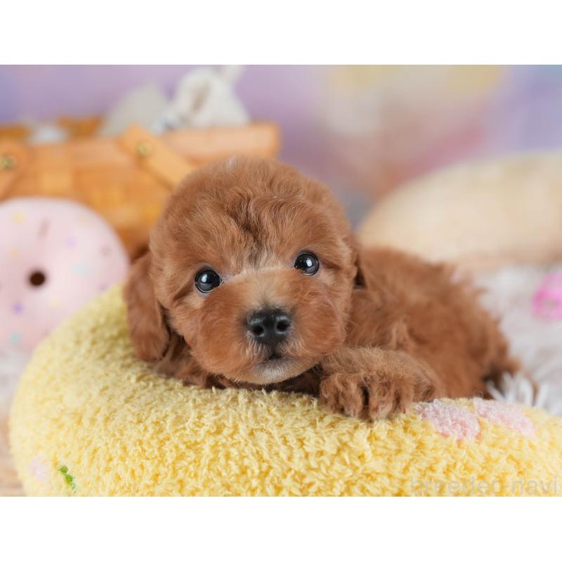 販売中の埼玉県のトイプードル-441272の6枚目