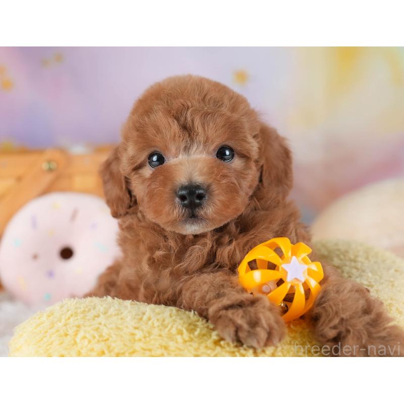 販売中の埼玉県のトイプードル-441272の5枚目