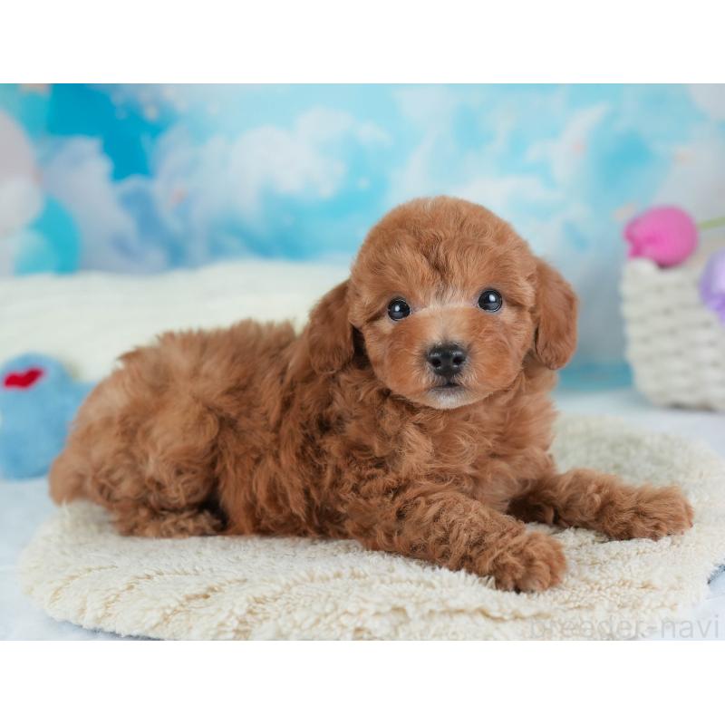 販売中の埼玉県のトイプードル-441272の4枚目