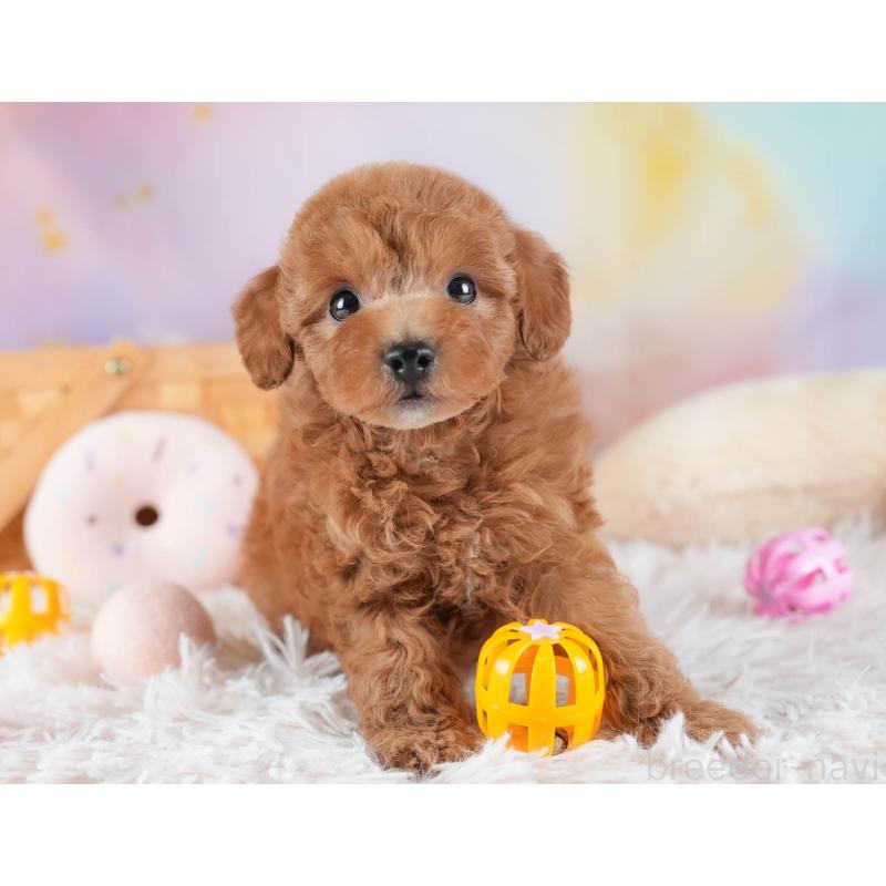 販売中の埼玉県のトイプードル-441272の3枚目