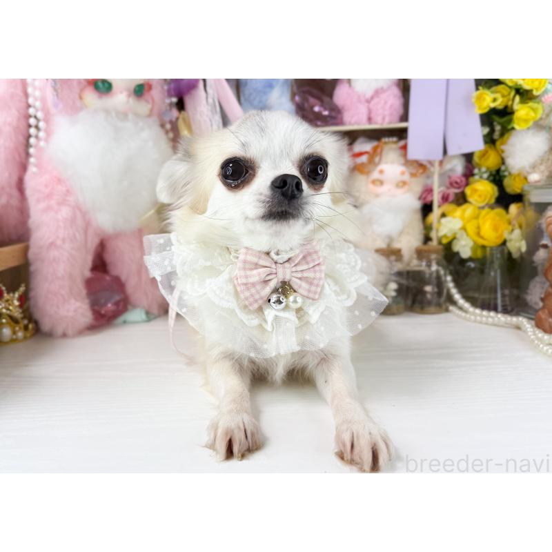 販売中の福岡県のチワワ(ロングコート)-441275の5枚目