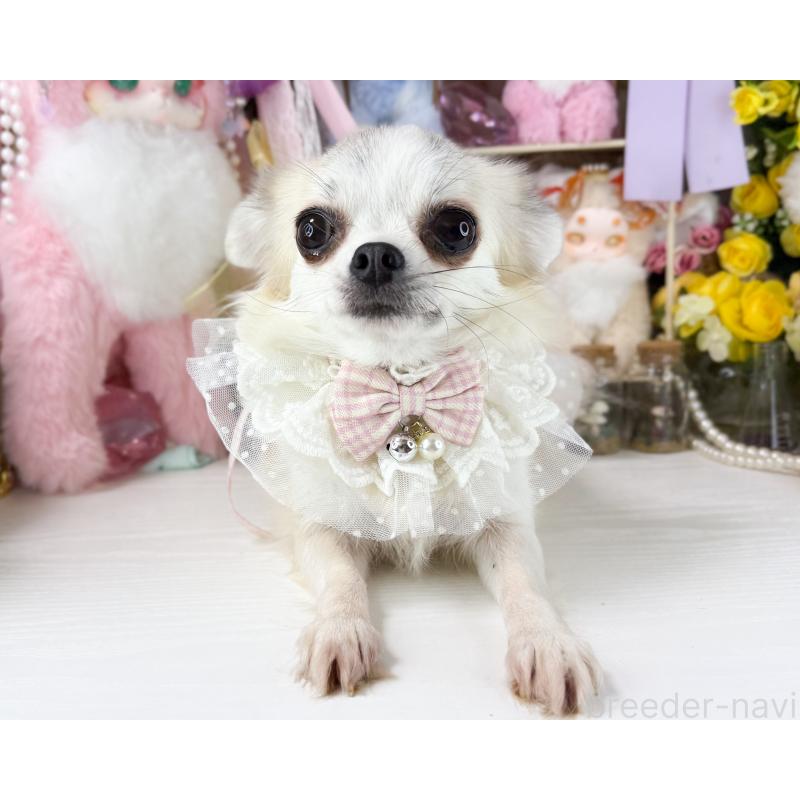 販売中の福岡県のチワワ(ロングコート)-441275の4枚目