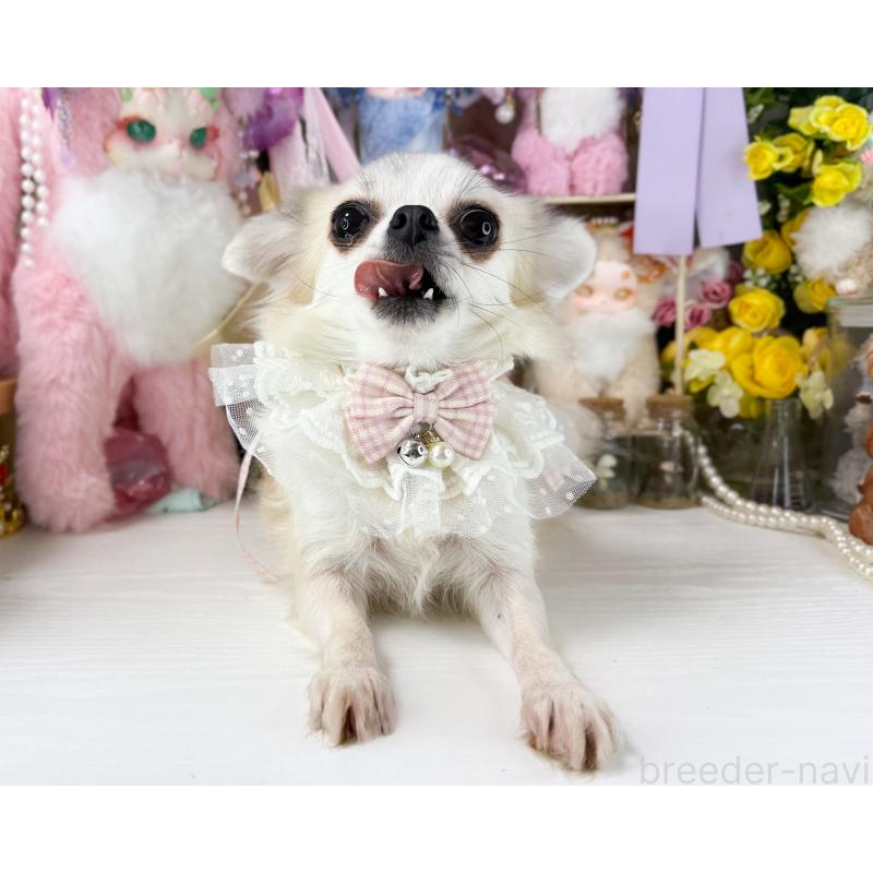 販売中の福岡県のチワワ(ロングコート)-441275の3枚目