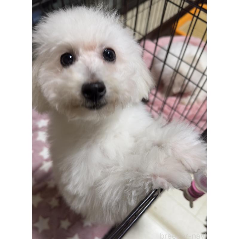 商談中の兵庫県のビションプー:ビションフリーゼ×トイプードル-441267