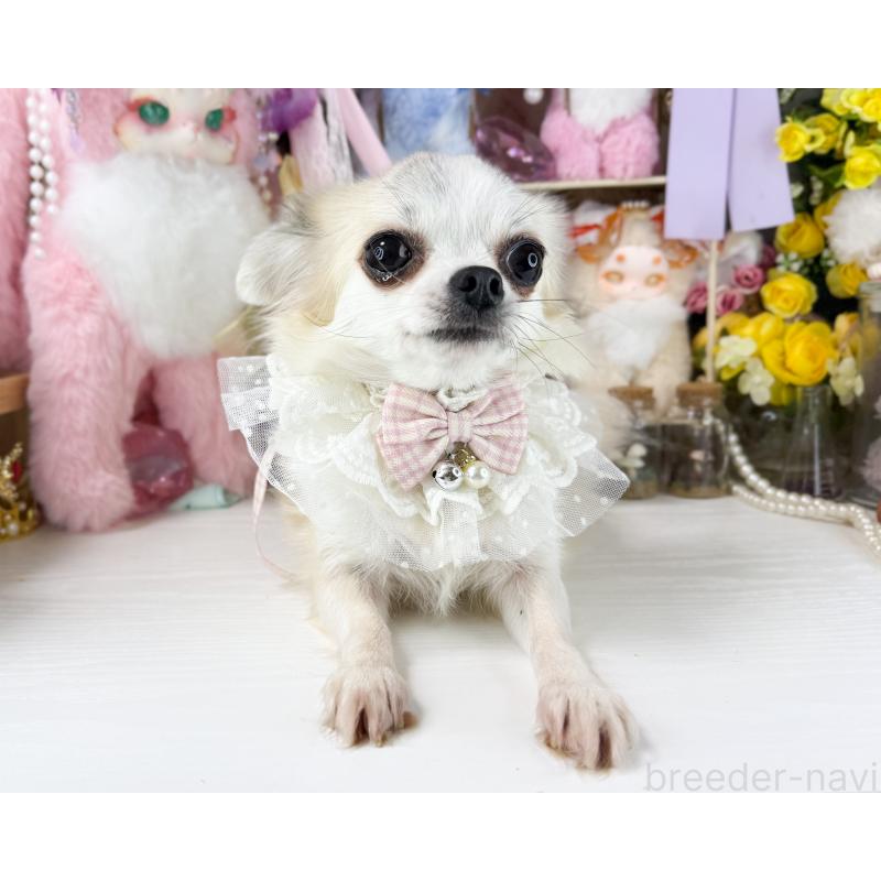 販売中の福岡県のチワワ(ロングコート)-441275の2枚目