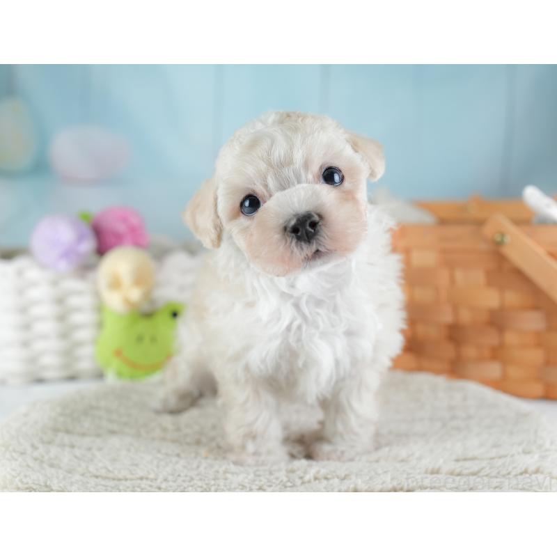 販売中の埼玉県のマルプー:マルチーズ×トイプードル-441273の11枚目