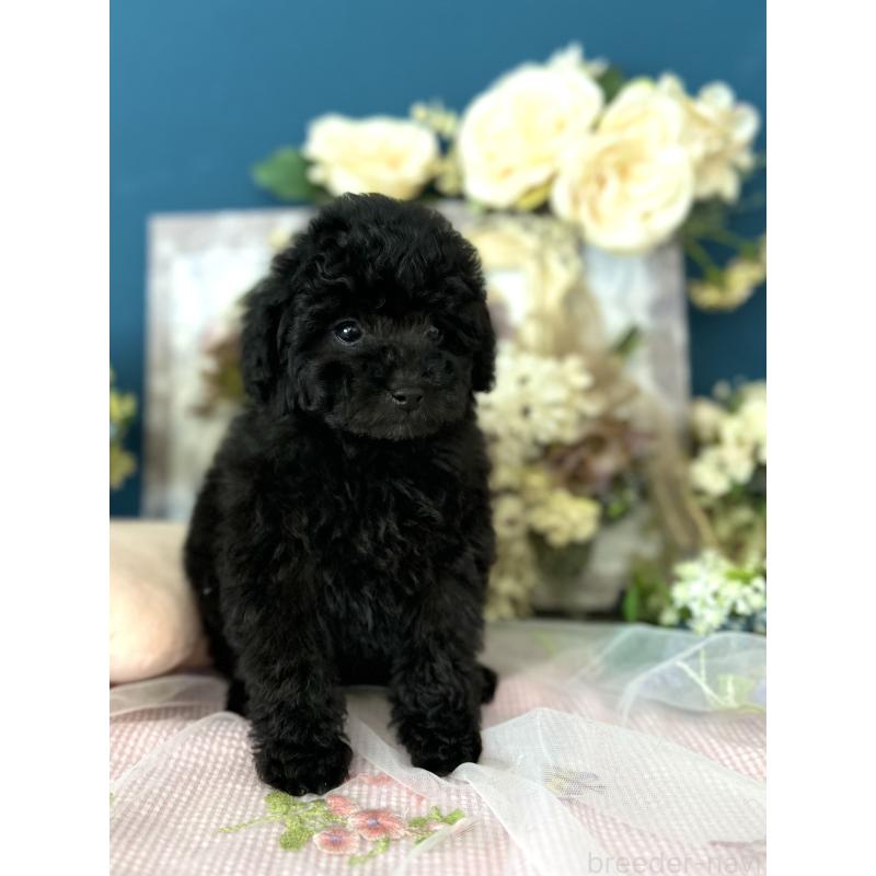 販売中の神奈川県のタイニープードル-441281の7枚目