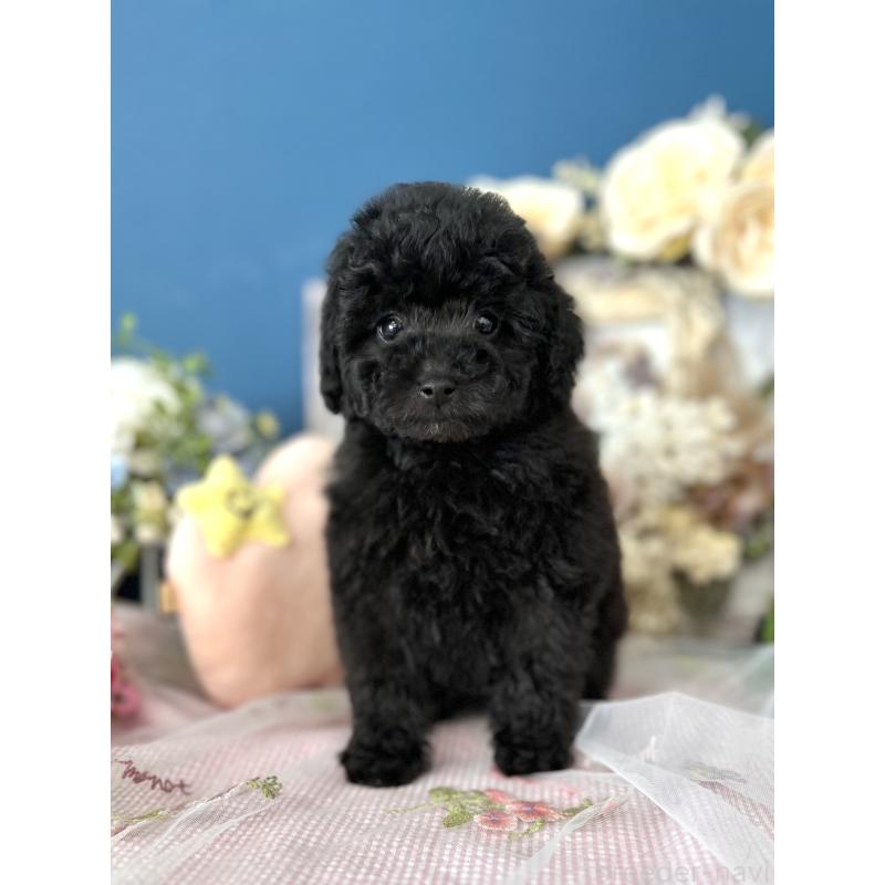 販売中の神奈川県のタイニープードル-441281の6枚目