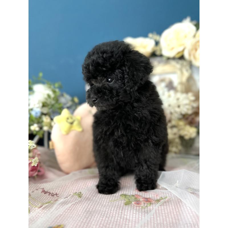 販売中の神奈川県のタイニープードル-441281の5枚目