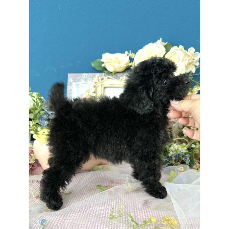 販売中の神奈川県のタイニープードル-441281の4枚目