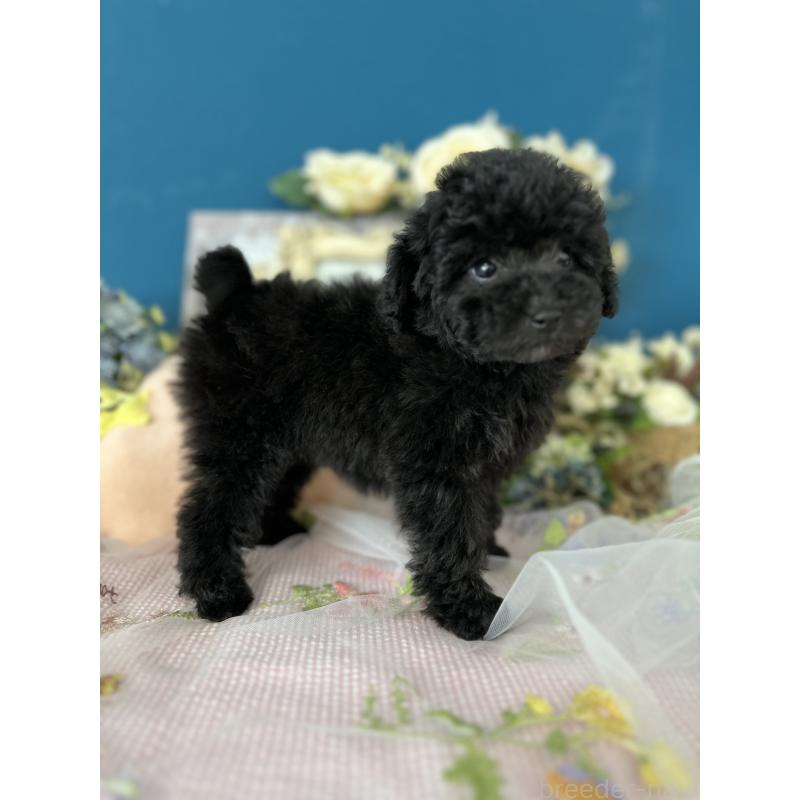 販売中の神奈川県のタイニープードル-441281の3枚目