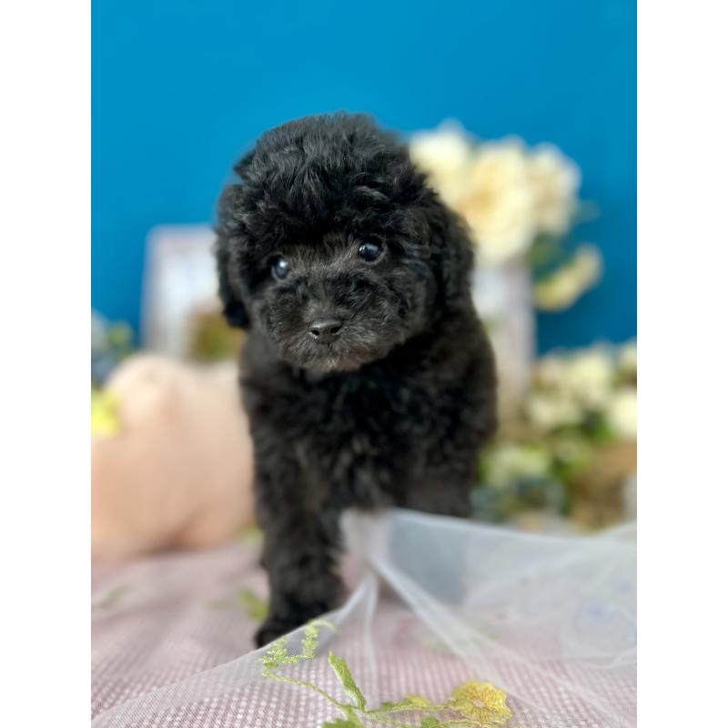 販売中の神奈川県のタイニープードル-441281の2枚目
