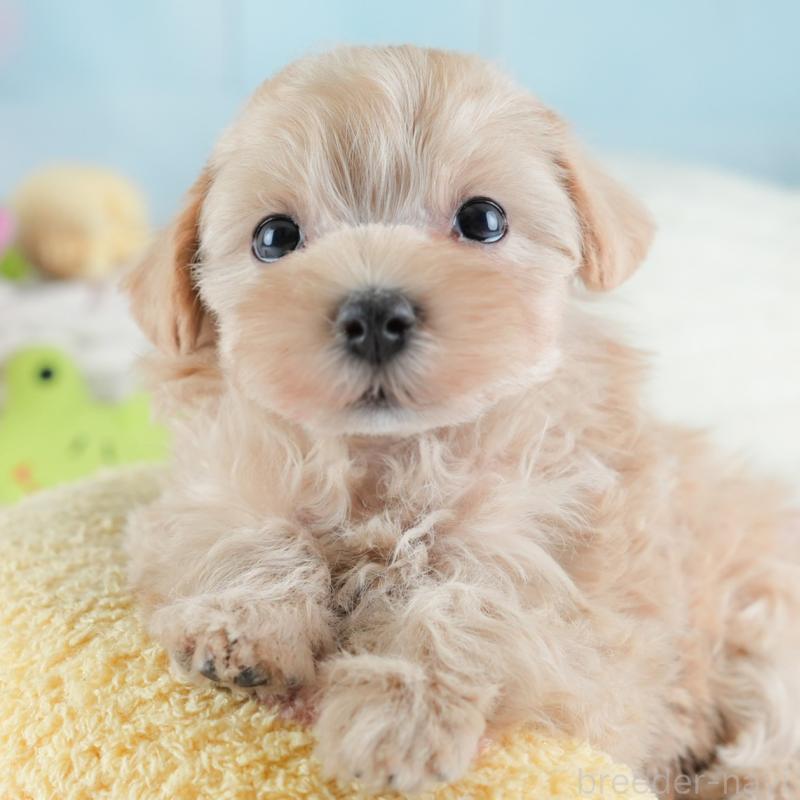 販売中の埼玉県のマルプー:マルチーズ×トイプードル-441274