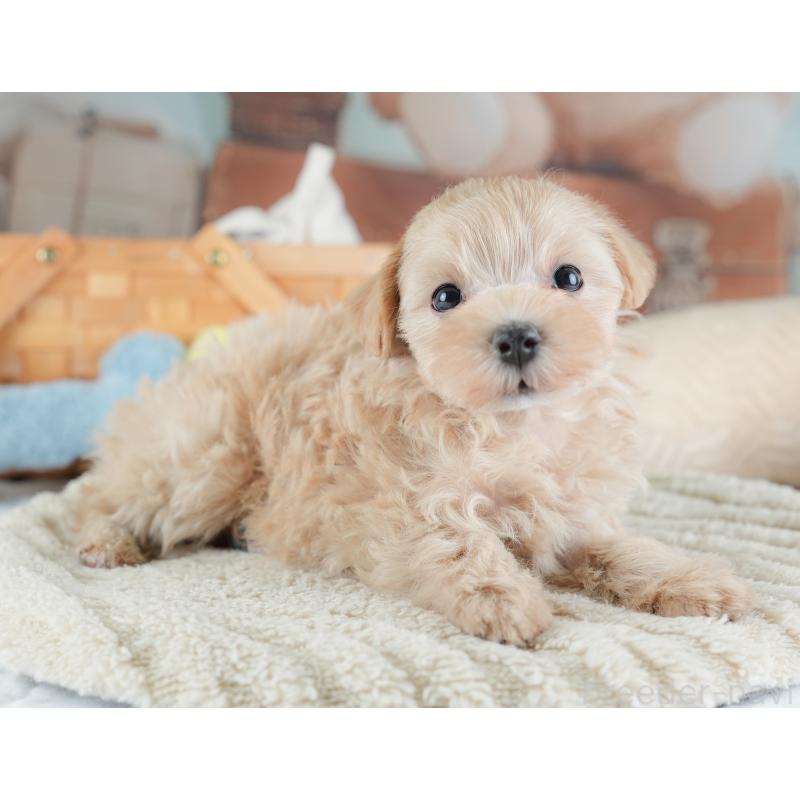 販売中の埼玉県のマルプー:マルチーズ×トイプードル-441274の11枚目