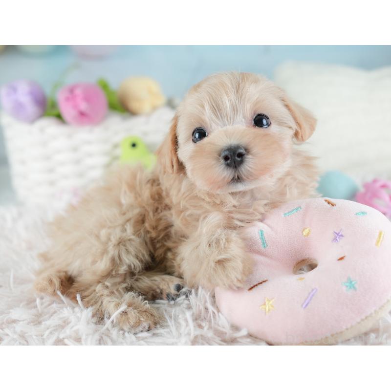 販売中の埼玉県のマルプー:マルチーズ×トイプードル-441274の10枚目