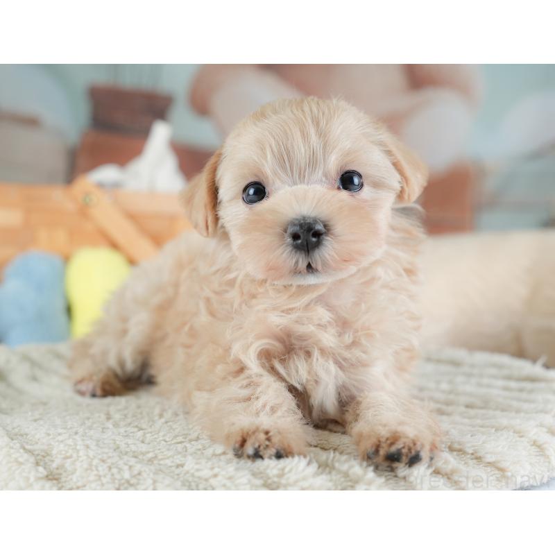 販売中の埼玉県のマルプー:マルチーズ×トイプードル-441274の9枚目