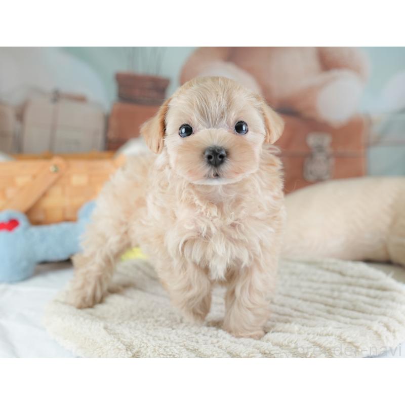 販売中の埼玉県のマルプー:マルチーズ×トイプードル-441274の8枚目