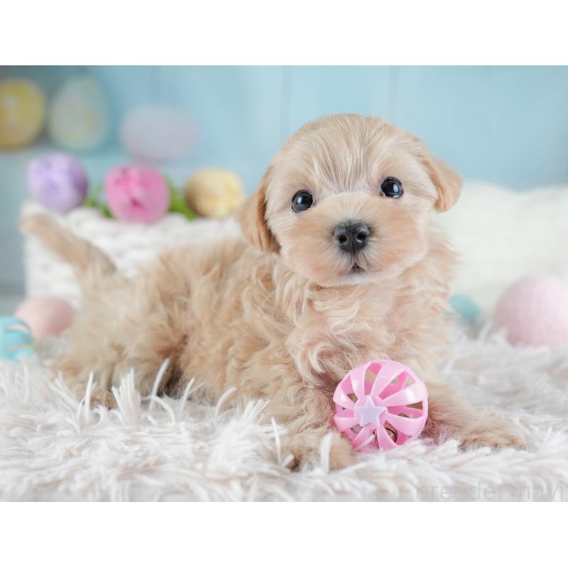 販売中の埼玉県のマルプー:マルチーズ×トイプードル-441274の7枚目