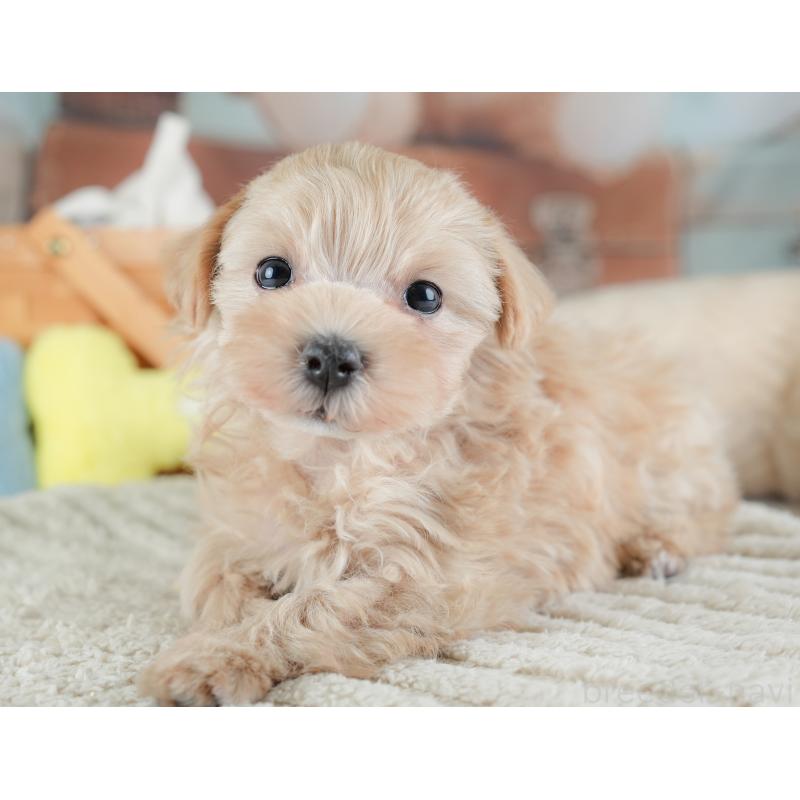 販売中の埼玉県のマルプー:マルチーズ×トイプードル-441274の6枚目