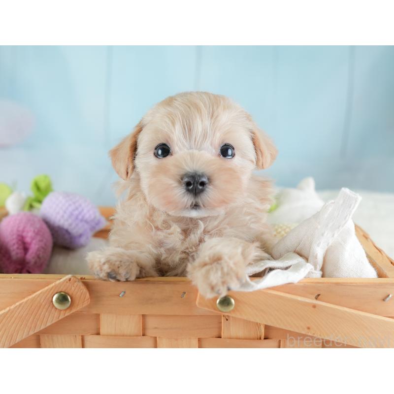 販売中の埼玉県のマルプー:マルチーズ×トイプードル-441274の5枚目