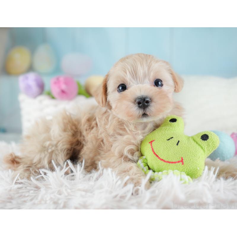 販売中の埼玉県のマルプー:マルチーズ×トイプードル-441274の4枚目