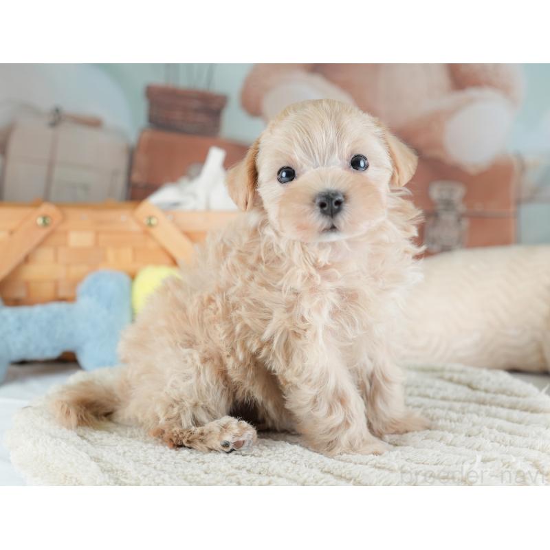 販売中の埼玉県のマルプー:マルチーズ×トイプードル-441274の3枚目