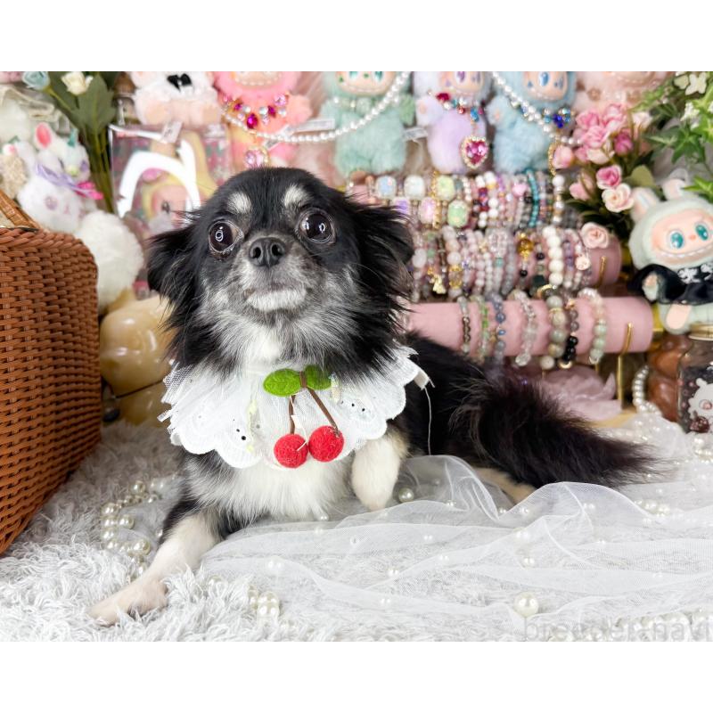 販売中の福岡県のチワワ(ロングコート)-441276の5枚目