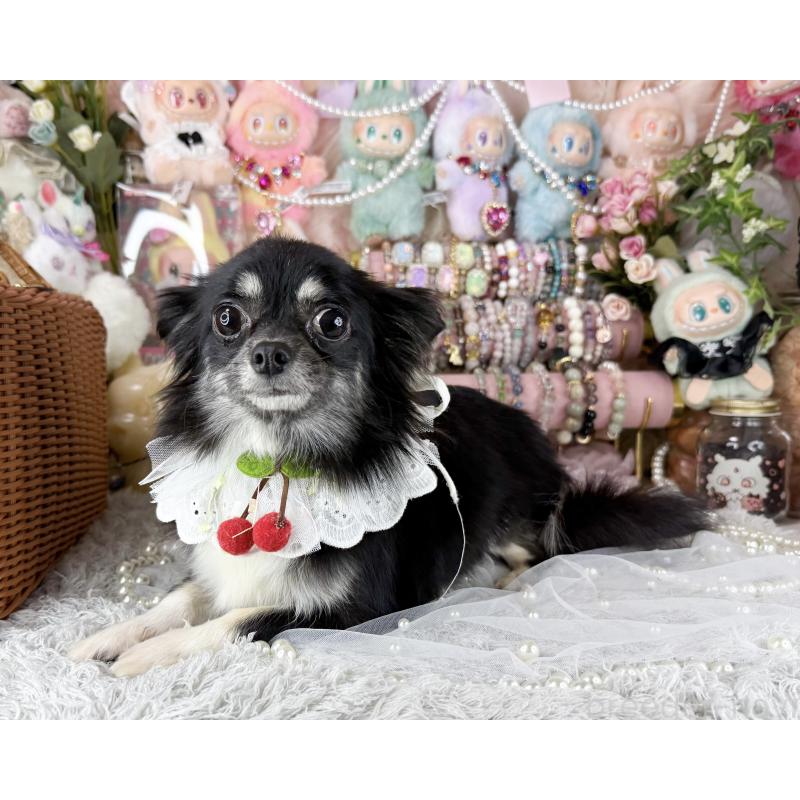 販売中の福岡県のチワワ(ロングコート)-441276の4枚目