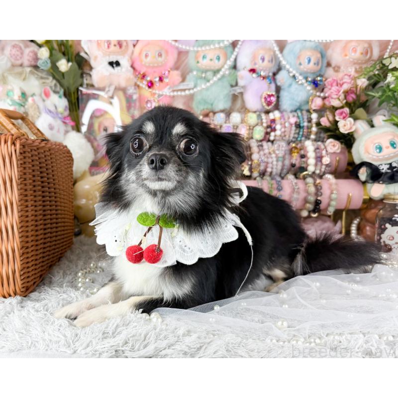 販売中の福岡県のチワワ(ロングコート)-441276の3枚目