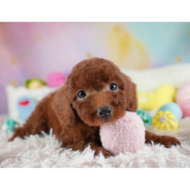 販売中の埼玉県のトイプードル-441277の10枚目