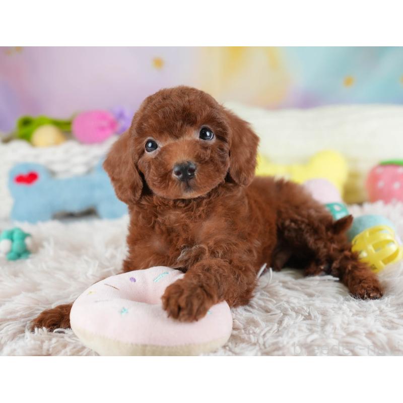 販売中の埼玉県のトイプードル-441277の9枚目