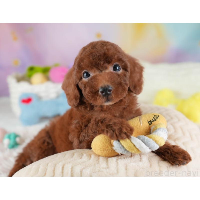 販売中の埼玉県のトイプードル-441277の8枚目