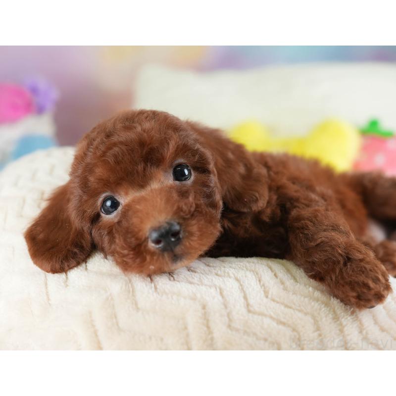 販売中の埼玉県のトイプードル-441277の7枚目