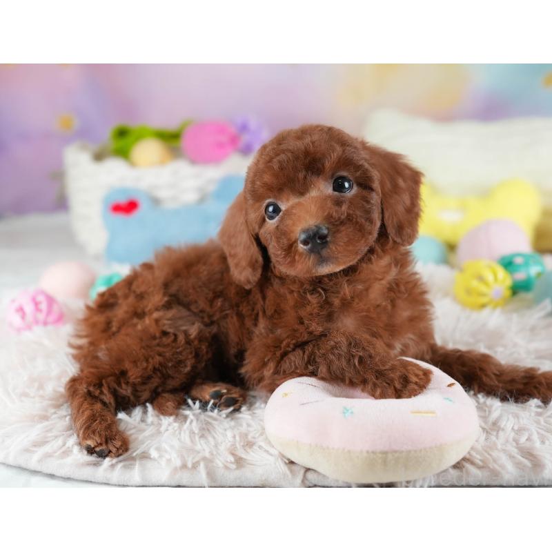 販売中の埼玉県のトイプードル-441277の5枚目