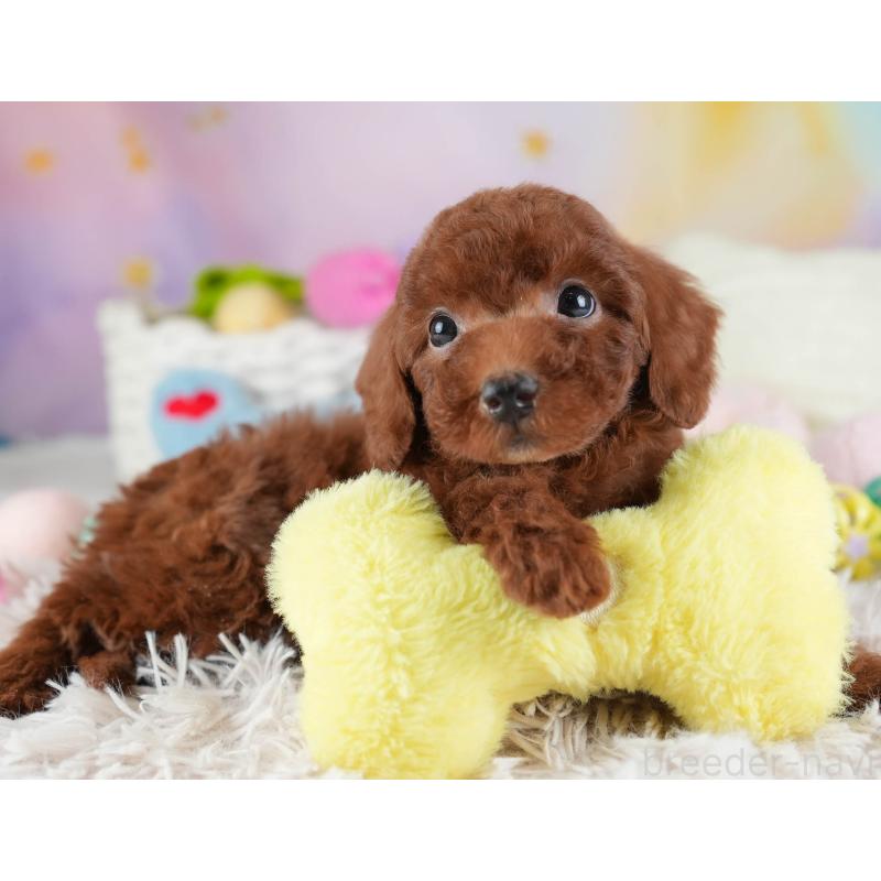 販売中の埼玉県のトイプードル-441277の4枚目