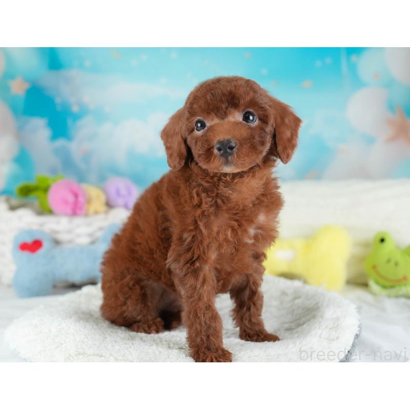 販売中の埼玉県のトイプードル-441277の3枚目