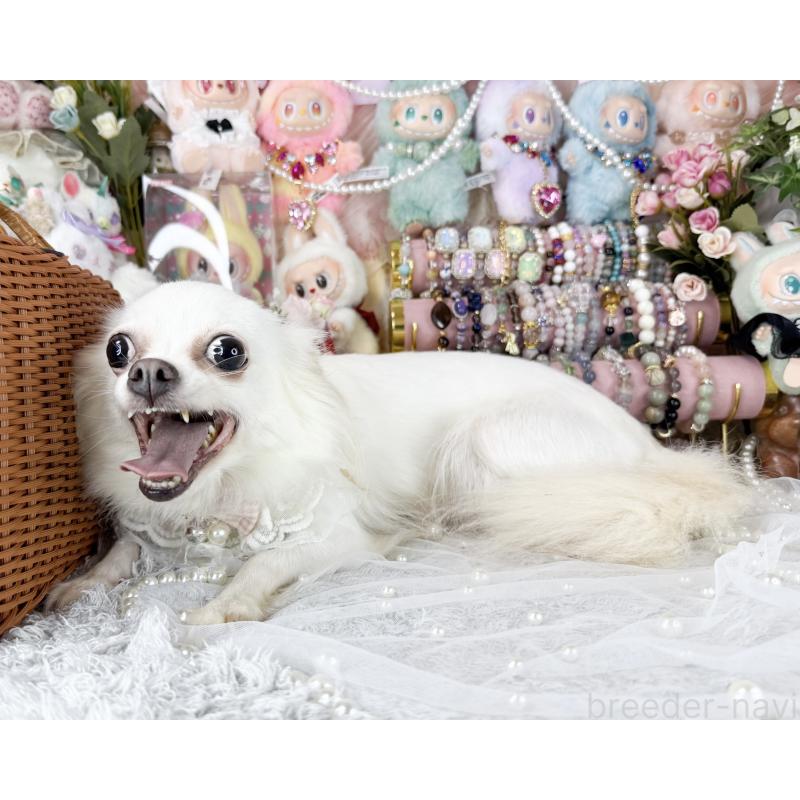 販売中の福岡県のチワワ(ロングコート)-441279の6枚目