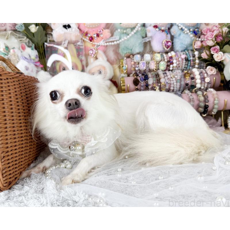 販売中の福岡県のチワワ(ロングコート)-441279の5枚目