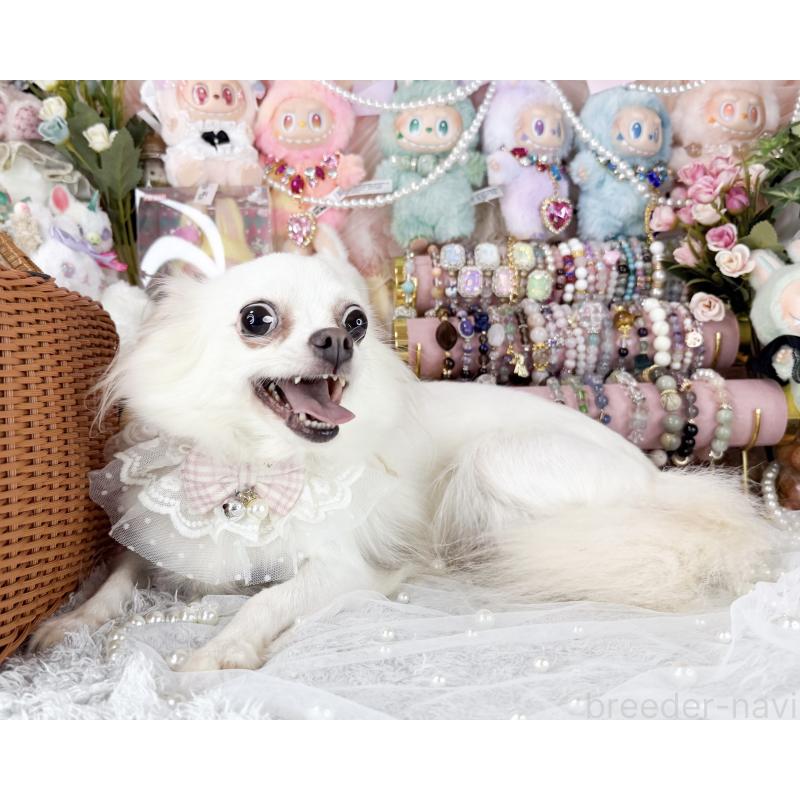 販売中の福岡県のチワワ(ロングコート)-441279の4枚目