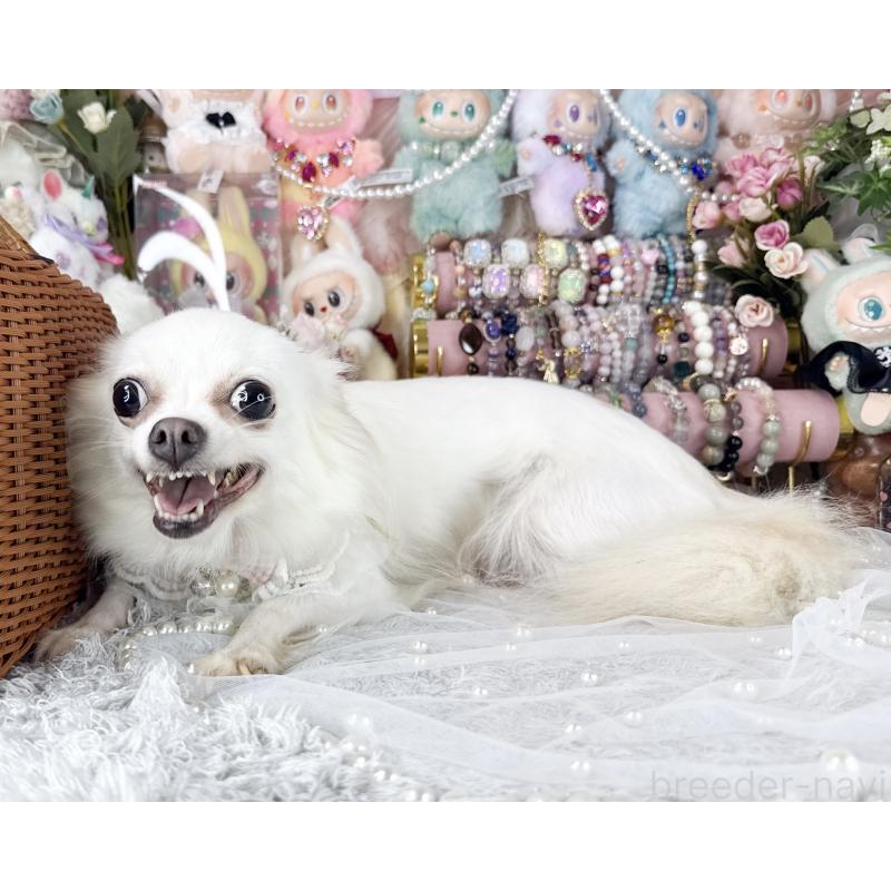 販売中の福岡県のチワワ(ロングコート)-441279の3枚目