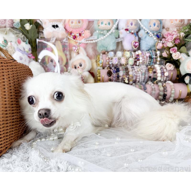 販売中の福岡県のチワワ(ロングコート)-441279の2枚目