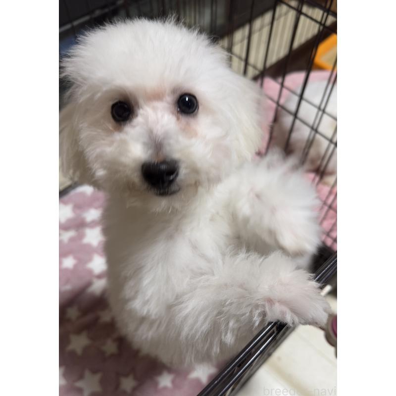 商談中の兵庫県のビションプー:ビションフリーゼ×トイプードル-441267の5枚目