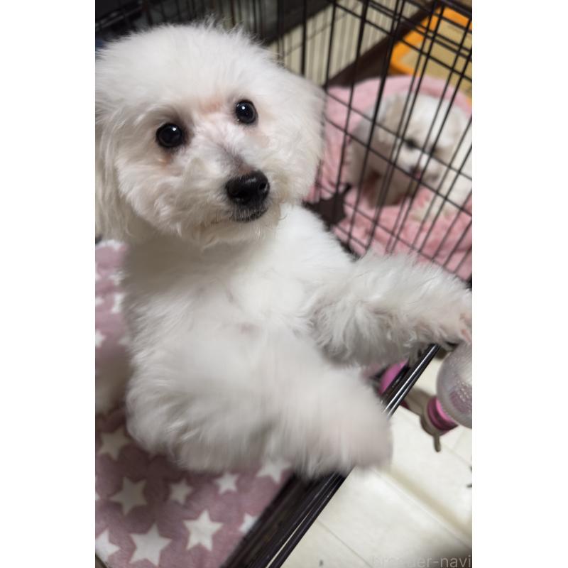 商談中の兵庫県のビションプー:ビションフリーゼ×トイプードル-441267の4枚目