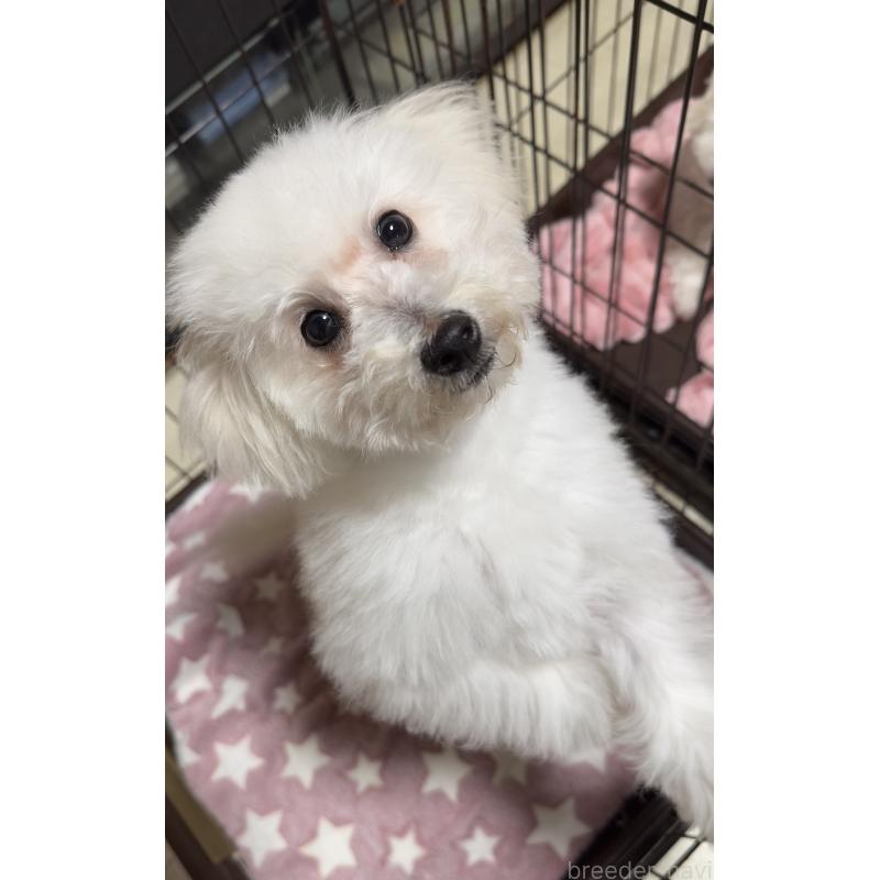 商談中の兵庫県のビションプー:ビションフリーゼ×トイプードル-441267の3枚目