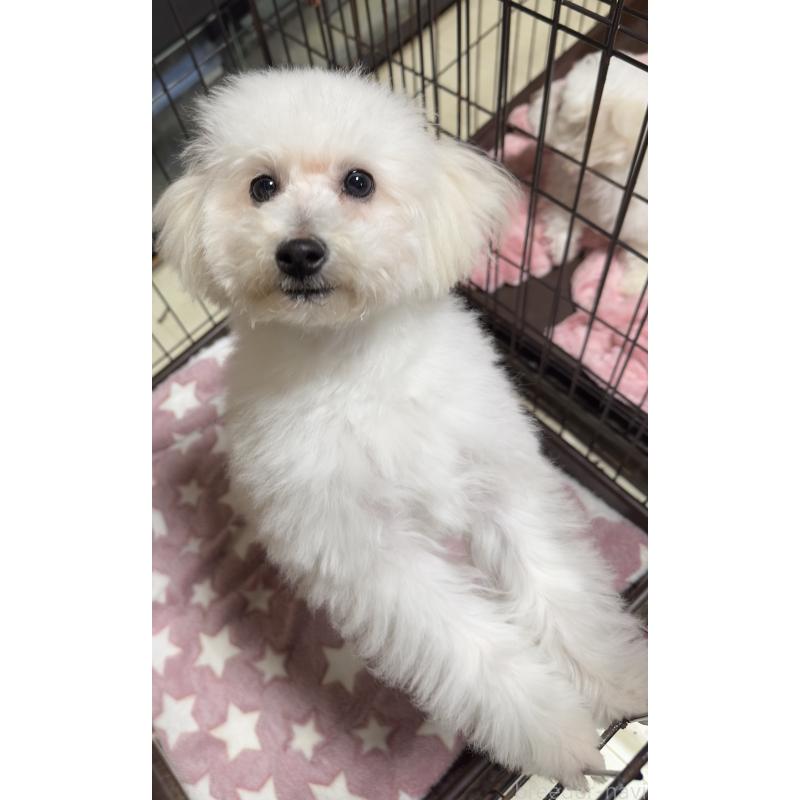 商談中の兵庫県のビションプー:ビションフリーゼ×トイプードル-441267の2枚目