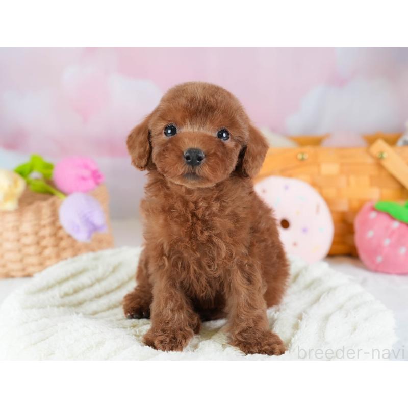 販売中の埼玉県のトイプードル-441278の11枚目