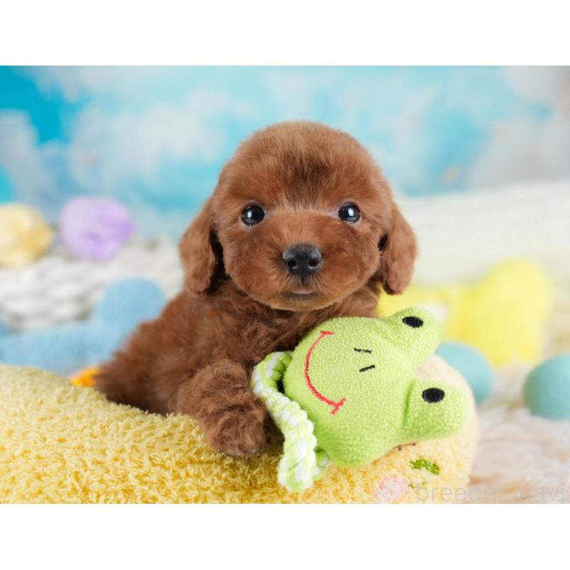 販売中の埼玉県のトイプードル-441278の10枚目