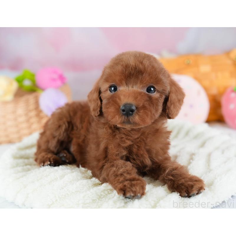 販売中の埼玉県のトイプードル-441278の9枚目