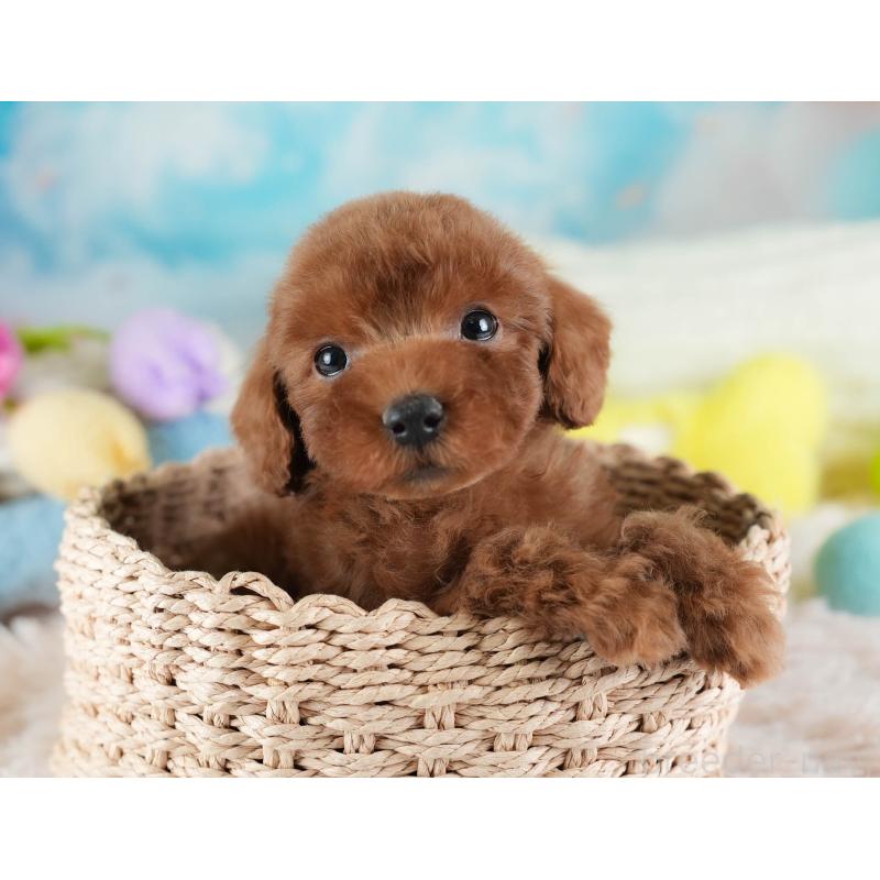 販売中の埼玉県のトイプードル-441278の8枚目