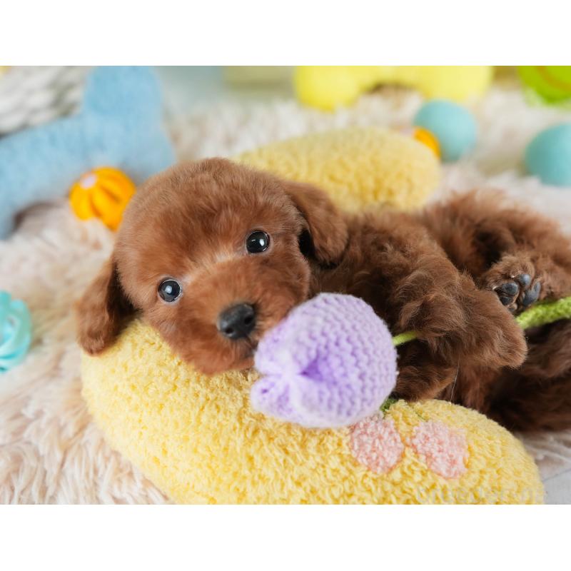 販売中の埼玉県のトイプードル-441278の7枚目